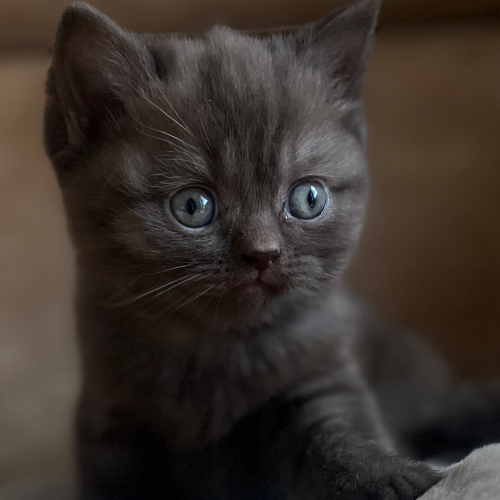 Foto van de poes