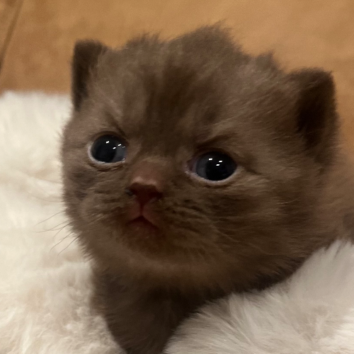 Foto van de poes