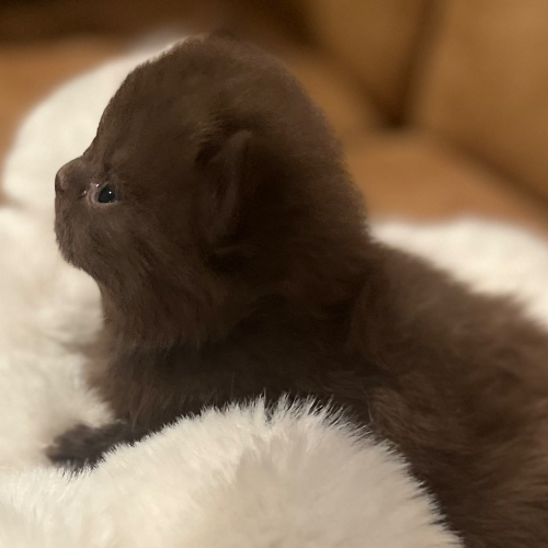 Foto van de poes