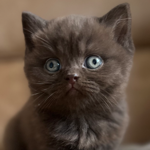 Foto van de poes