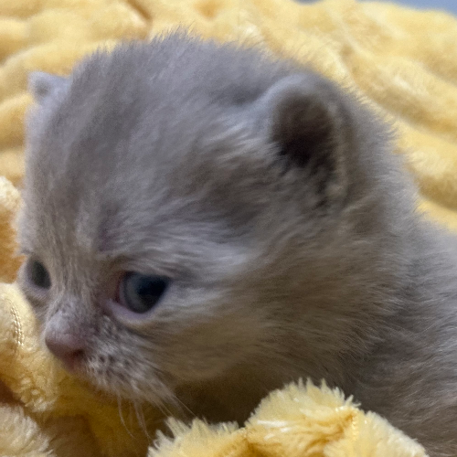 Foto van de poes