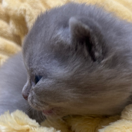 Foto van de poes