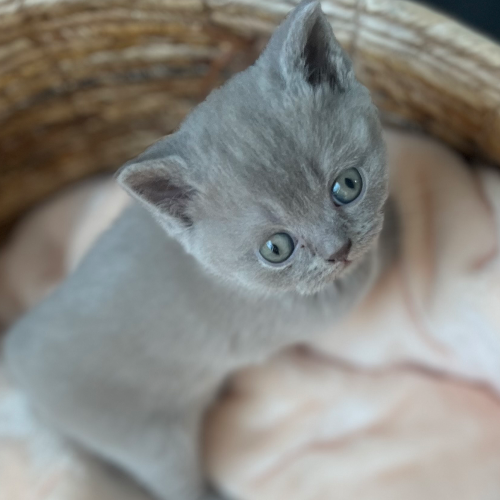Foto van de poes