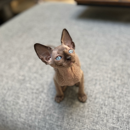 Foto van de poes