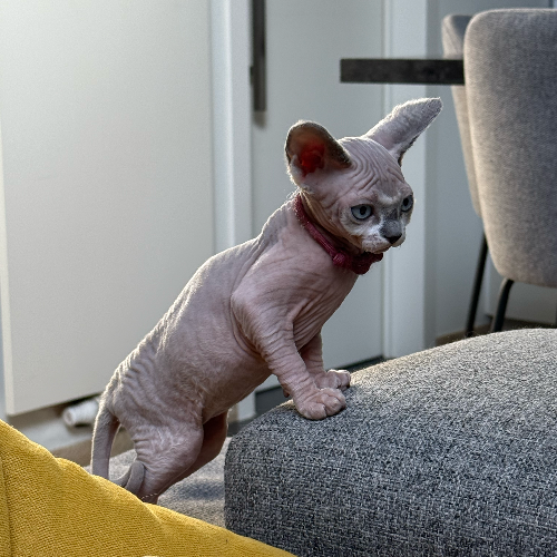 Foto van de poes