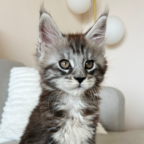 Foto van de poes