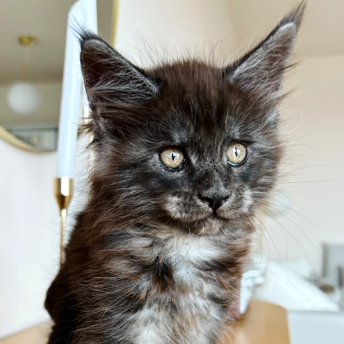 Foto van de poes