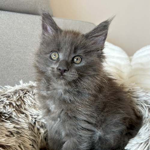 Foto van de poes