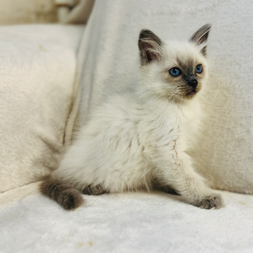Foto van de poes