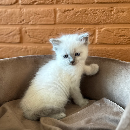 Foto van de poes