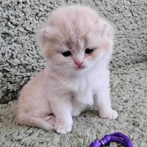 Foto van de poes