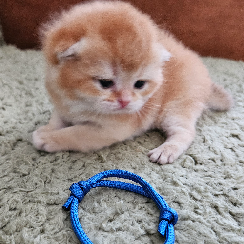 Foto van de poes