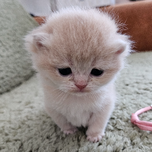 Foto van de poes
