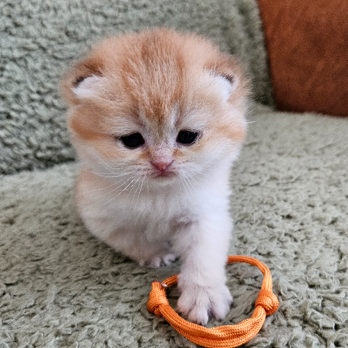 Foto van de poes