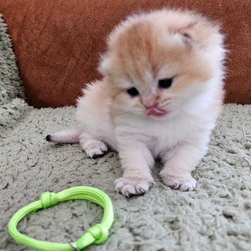 Foto van de poes