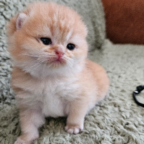 Foto van de poes