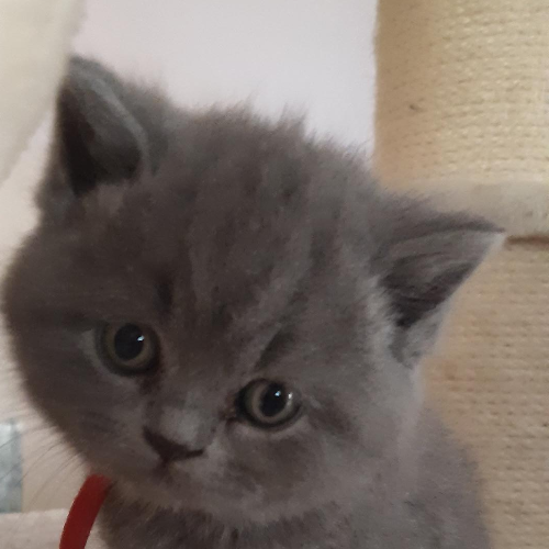 Foto van de poes