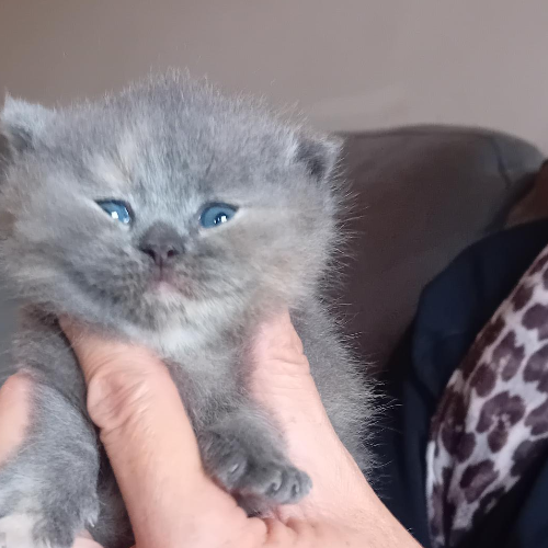Foto van de poes