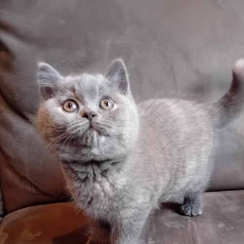 Foto van de poes