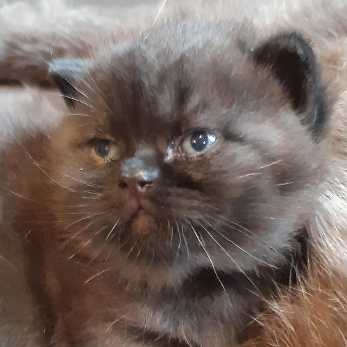 Foto van de poes