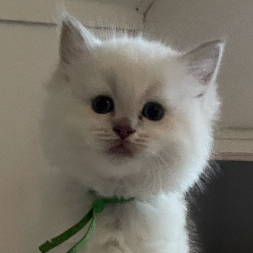 Foto van de poes