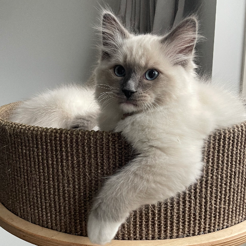 Foto van de poes