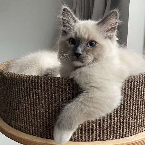 Foto van de poes