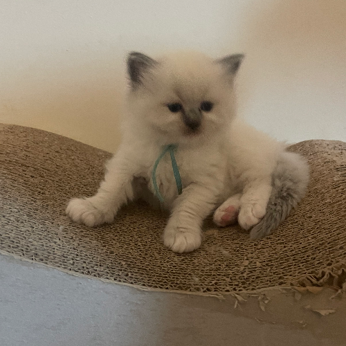 Foto van de poes