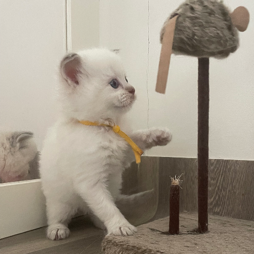 Foto van de poes