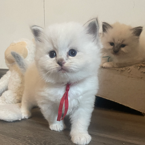 Foto van de poes