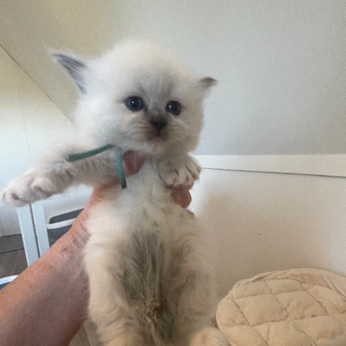 Foto van de poes