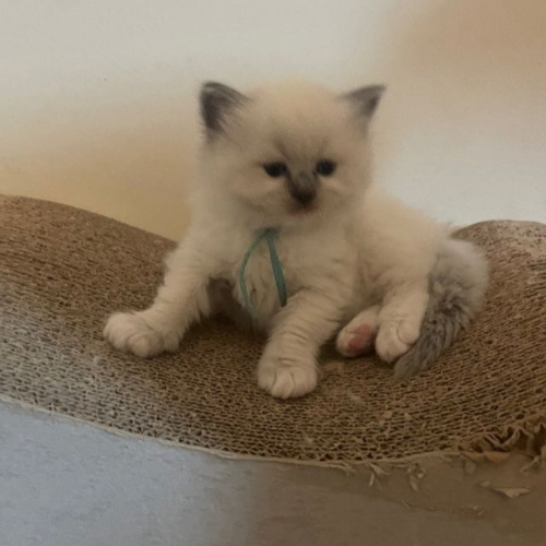 Foto van de poes