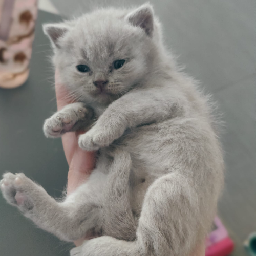 Foto van de poes