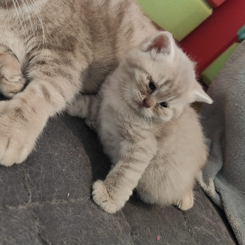 Foto van de poes