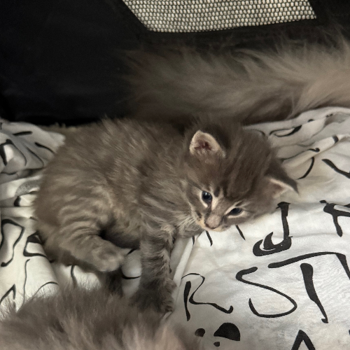 Foto van de poes
