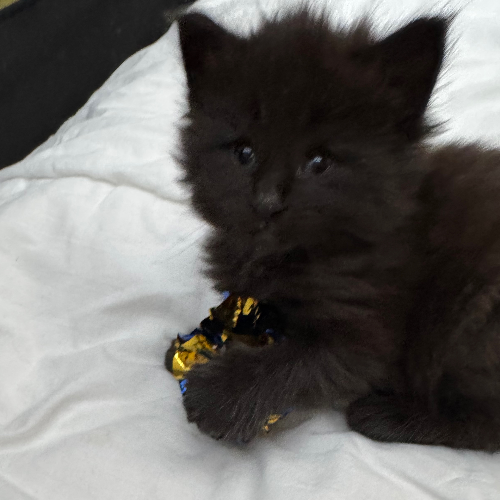 Foto van de poes