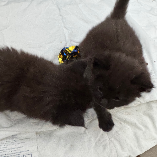 Foto van de poes