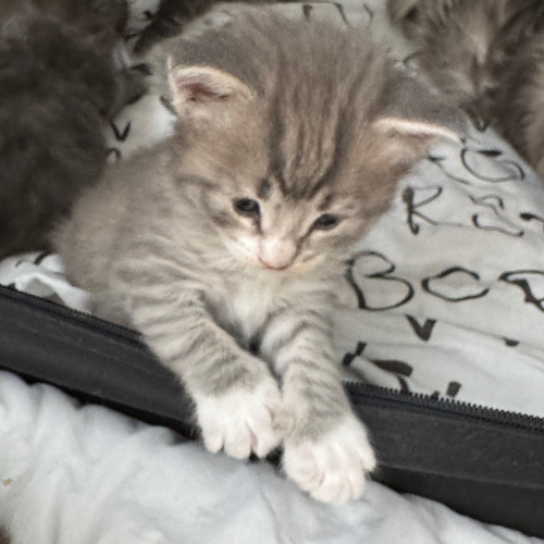 Foto van de poes