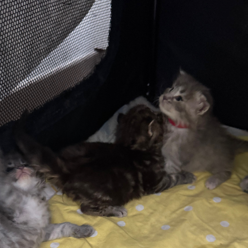 Foto van de poes