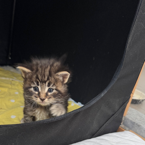 Foto van de poes