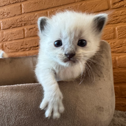 Foto van de poes