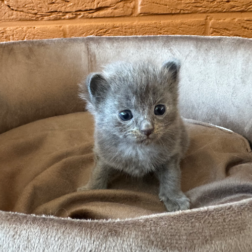 Foto van de poes