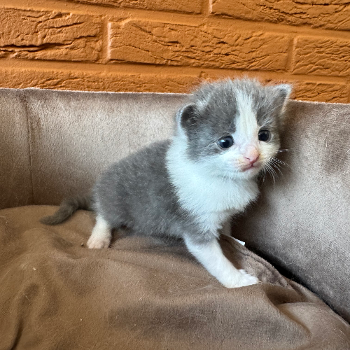 Foto van de poes