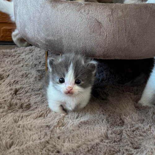 Foto van de poes