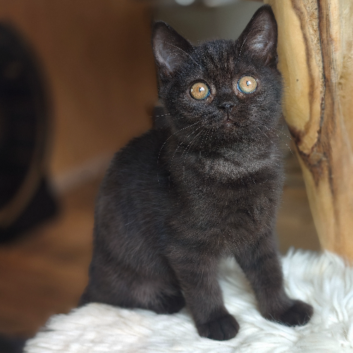 Foto van de poes