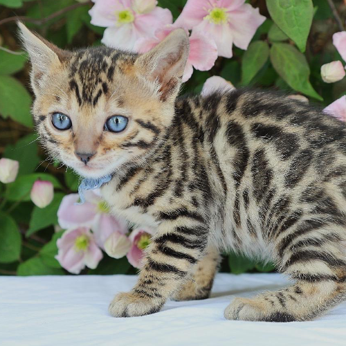 Foto van de poes