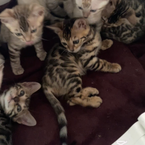 Foto van de poes
