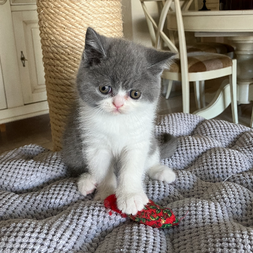 Foto van de poes