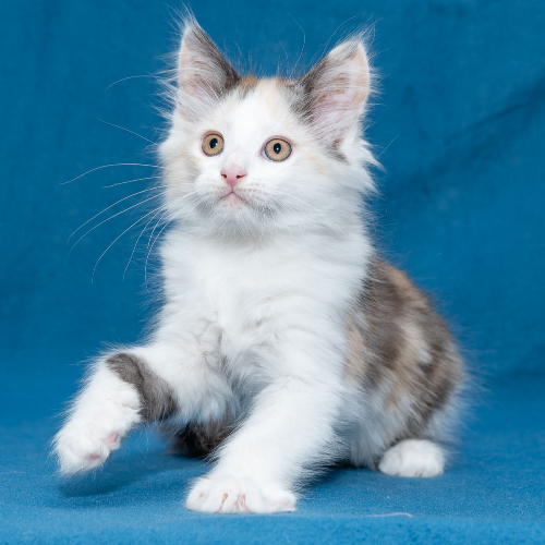 Foto van de poes