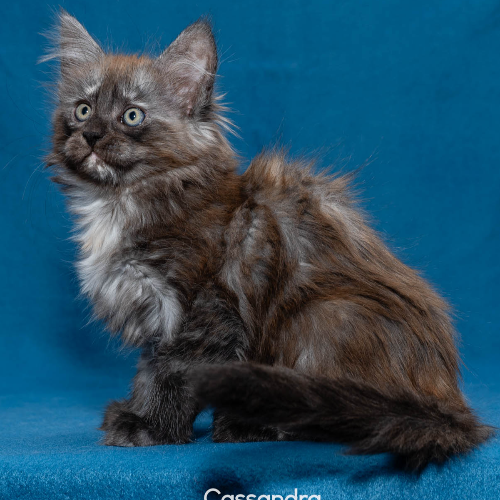 Foto van de poes